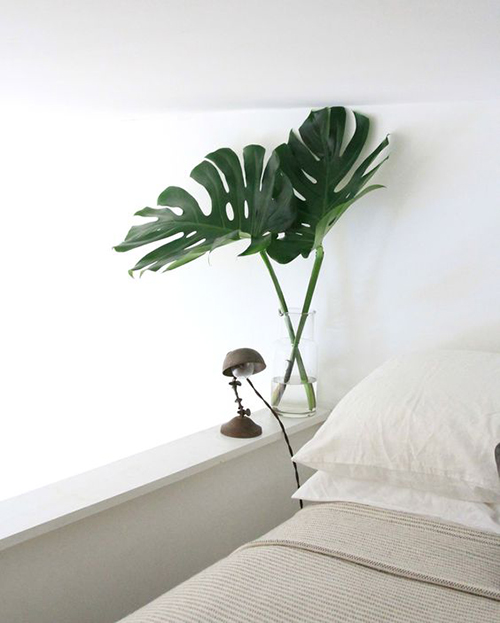 monstera-plant-1