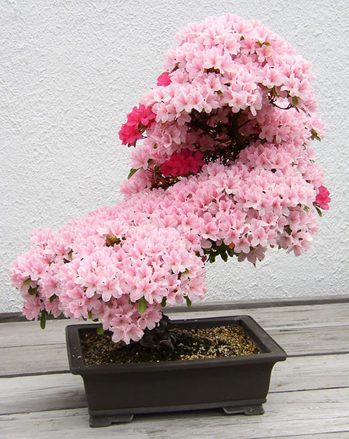 bonsai1