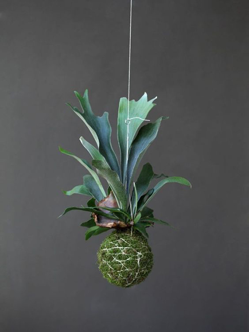 Kokedama (6)