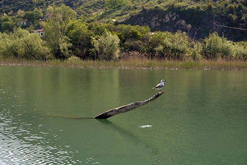 Skadar lake (2)