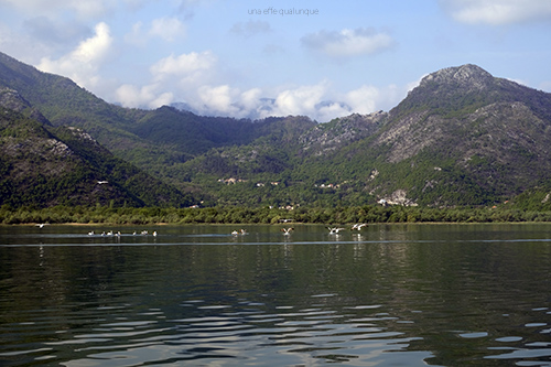 Skadar lake (4)