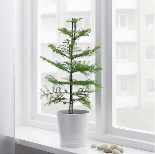 araucaria.1