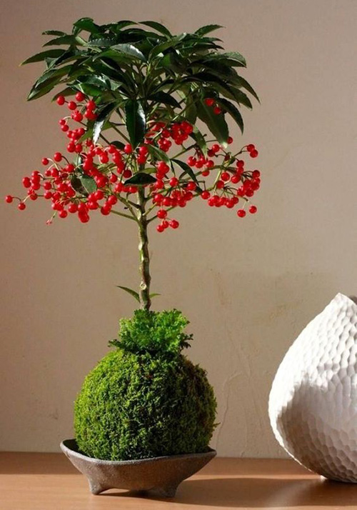 ardisia (2)