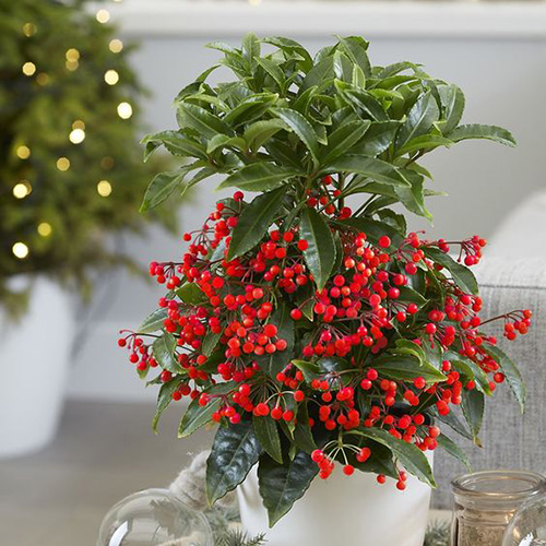 ardisia (3)