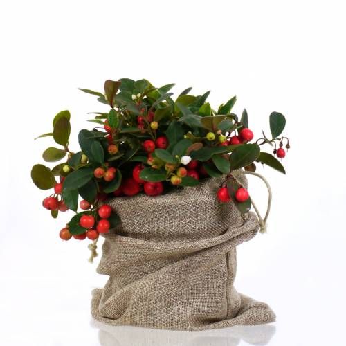 gaultheria 1