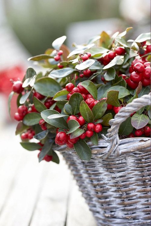 gaultheria big berry
