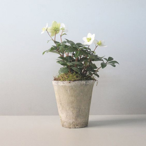 helleborus 1