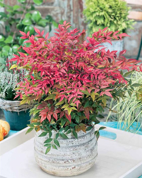 nandina 1