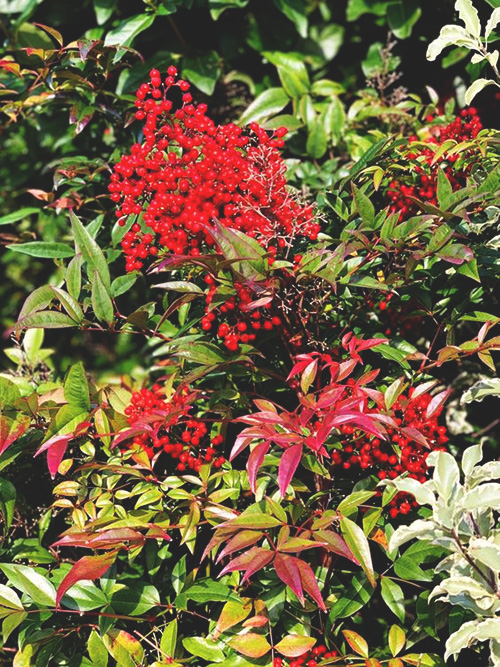 nandina