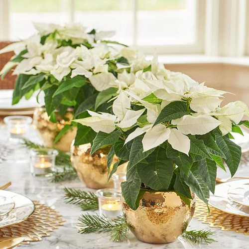 poinsettia2