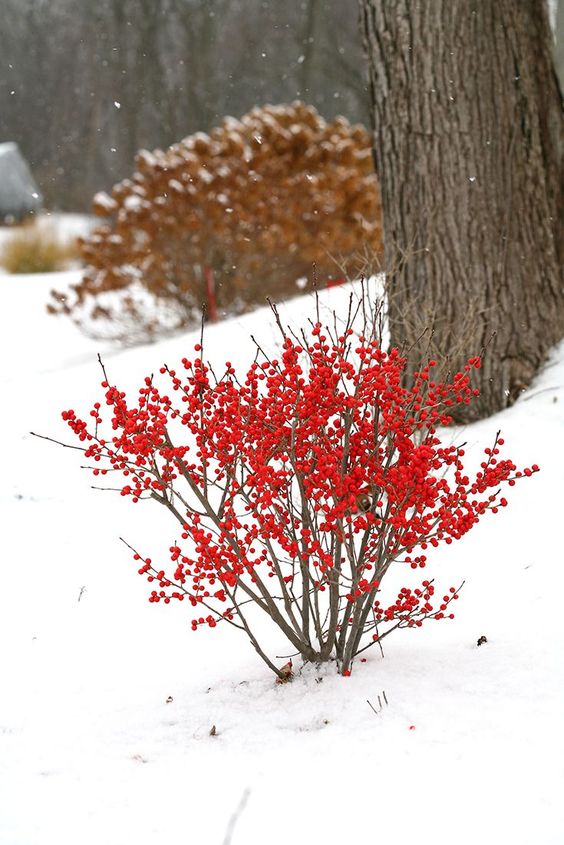winterberry1