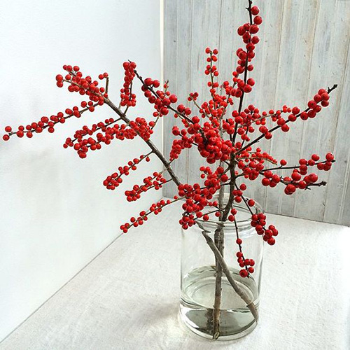 winterberry2