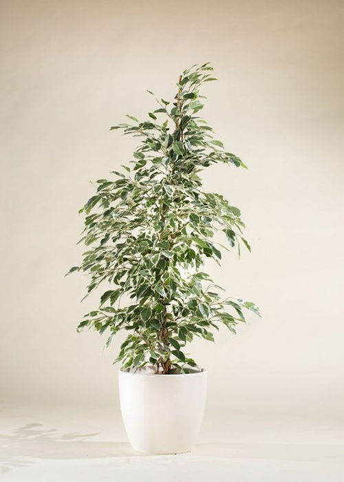 ficus bj